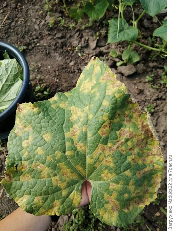 Лист вблизи