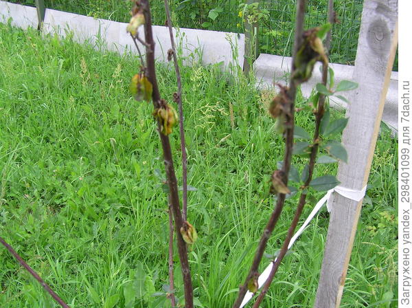 Увядает черевишня