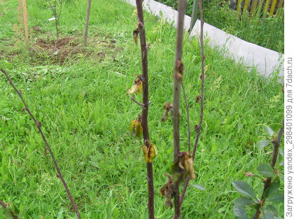 Увядает черевишня