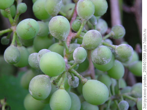 Белый налет на ягодах винограда