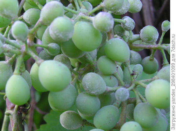 Белый налет на ягодах винограда