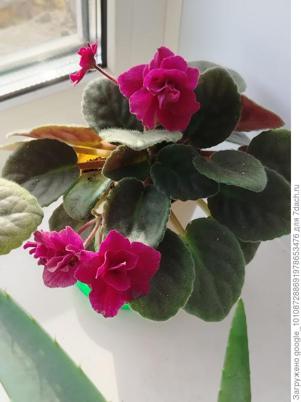 Фиалка, сорт неизвестен, почему на одном цветке и махровые и простые бутоны?