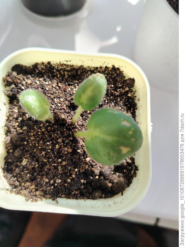 Кто может быть вредитель?