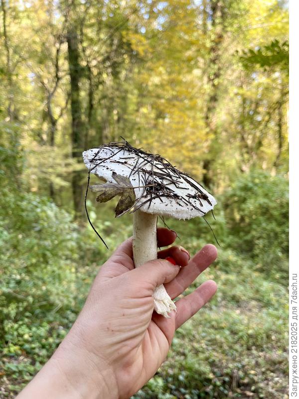 Гриб кипельно белого цвета с очень неприятным запахом, юбочки нет, пластинчатый