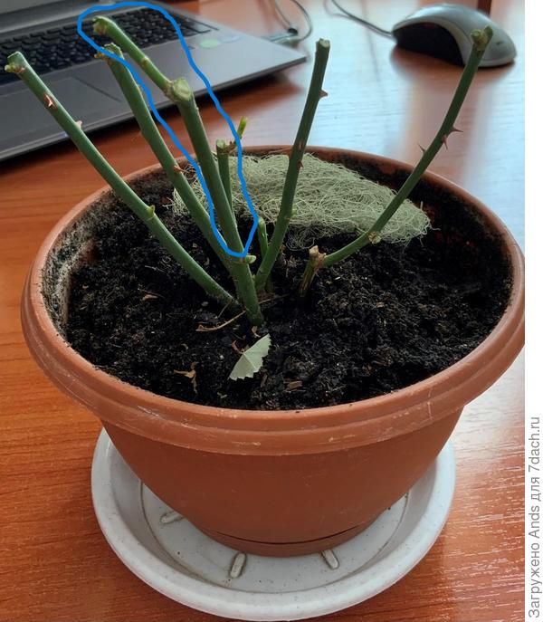 Синим цветом область к обрезке