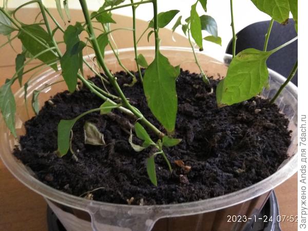 Земля в горшке