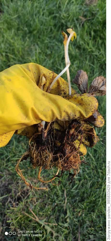 Моя клубника, фриго. 20.05.2021. не бойтесь высаживать по весне.