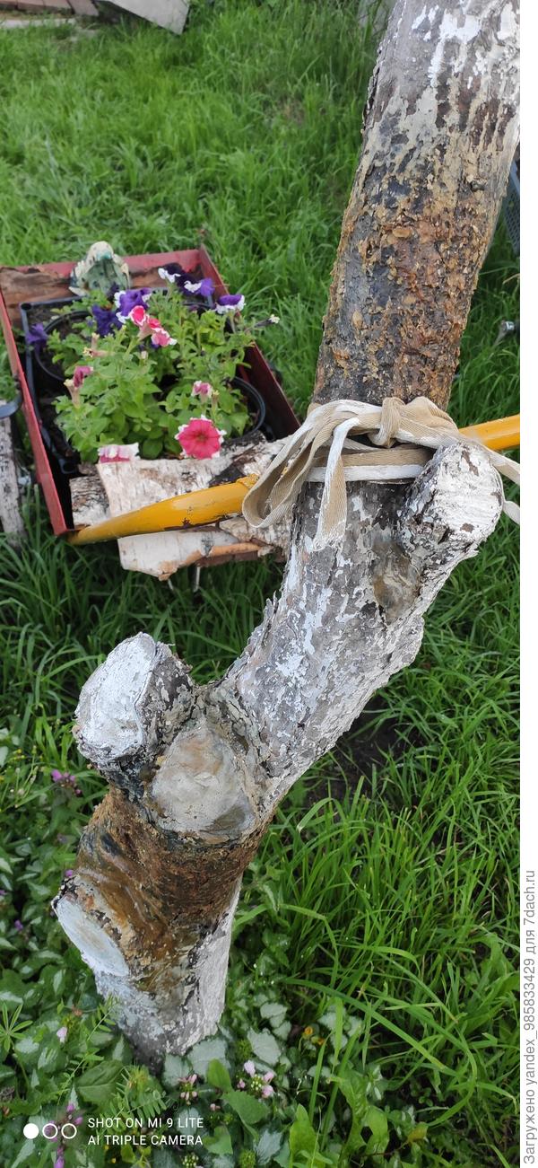 Пеньки неправильно?