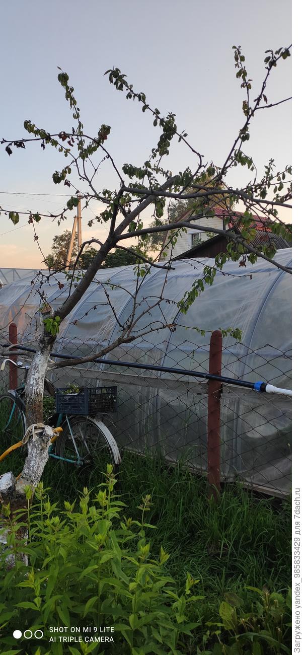 Поросль в месте прививки тоже убрать?