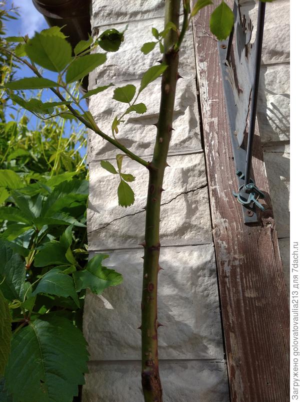 вот еще роза