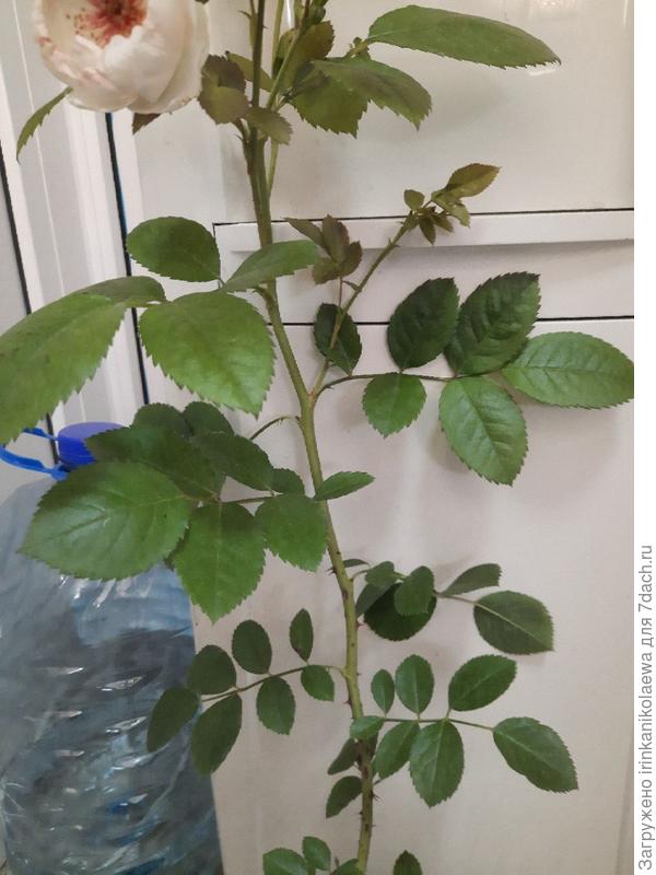 Сали Холмс роза