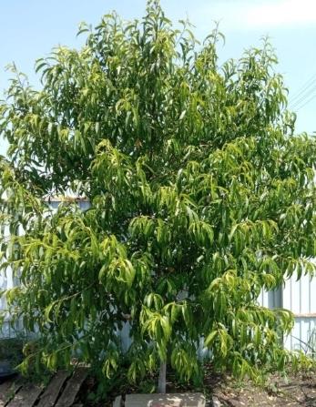 здоровый персик