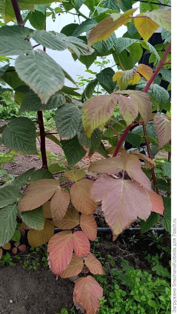 Одна нормальна, а рядом становится бордовой и не растет