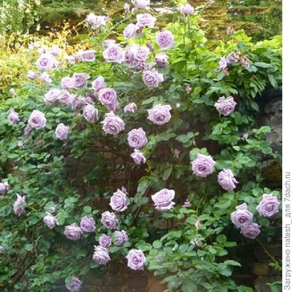 Плетистая blue moon