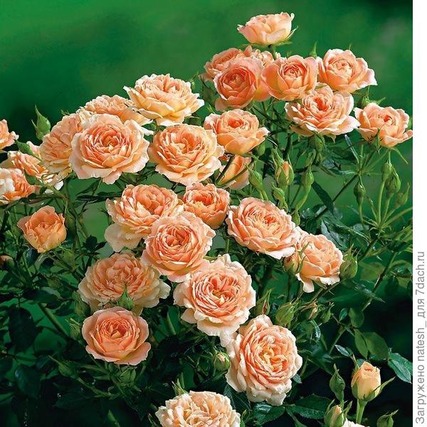 Флорибунда Sweet honey