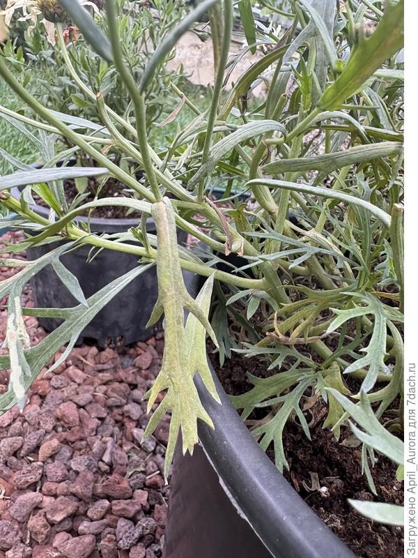 Лист ромашки