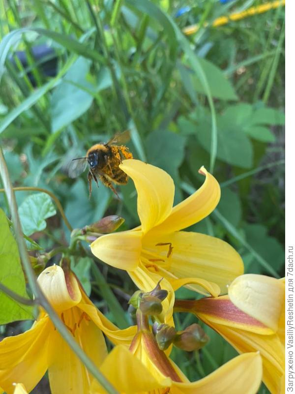 Наши соседушки)))