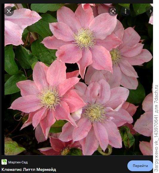 или Литл Мермейд