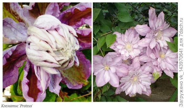 Может протеус