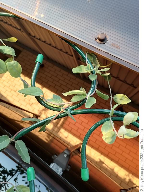 Молодые листочки на больной каприфоль..