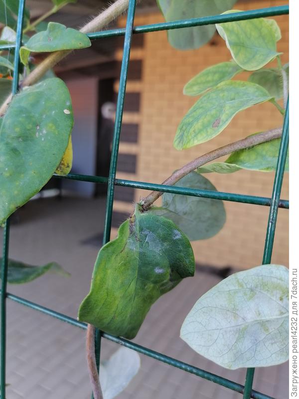 Как выглядят листочки на той, что из питомника.