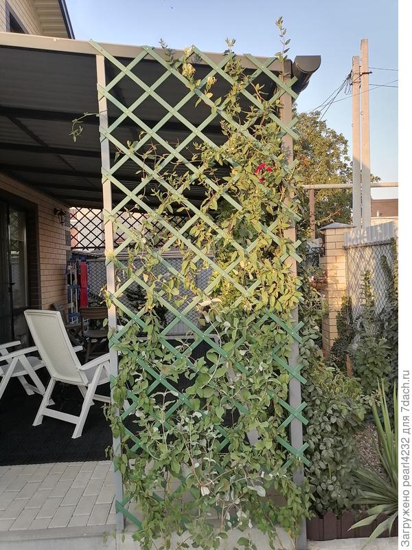 Местная  и  Тельмана.  Тельмана в середине с круглыми листочками. Саженец был 20 см. Цвела.