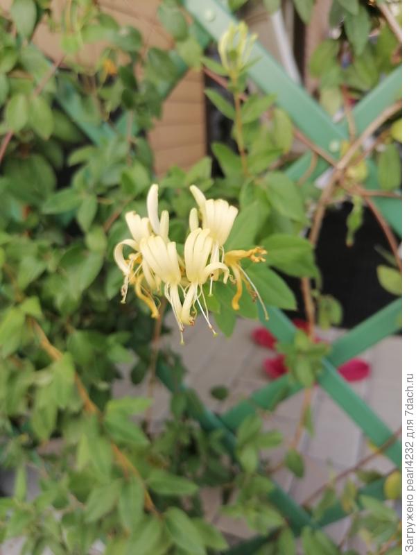 Вот так цветет местная.