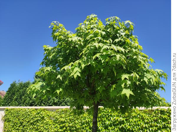 Соседнее дерево