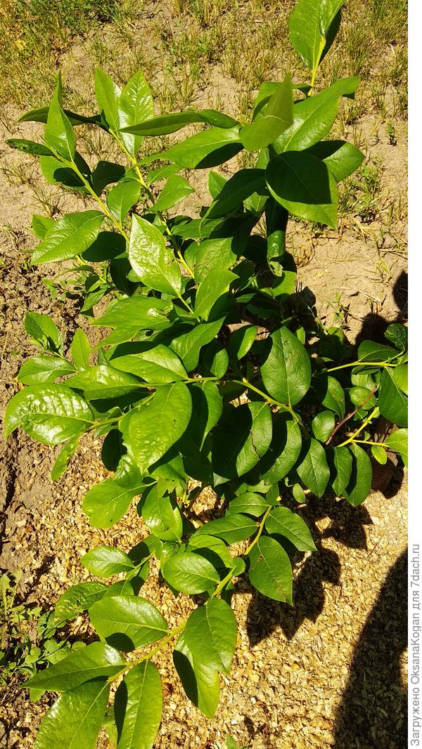 Рядом такой же куст зеленый