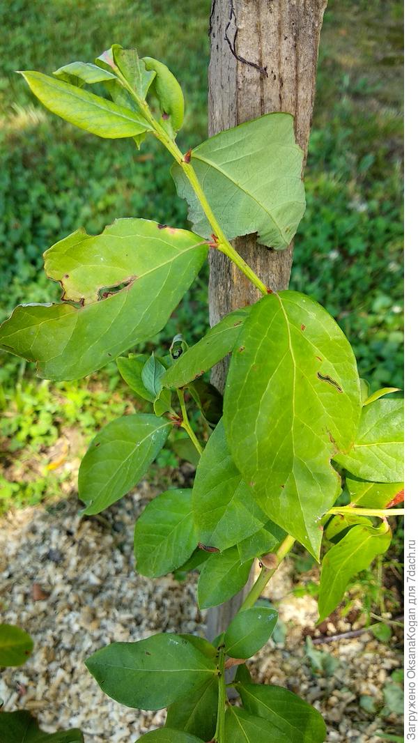 Засыхает куст