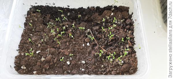 Наперстянка шоколад