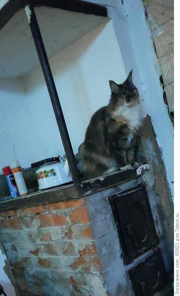 Котейка заценила печь