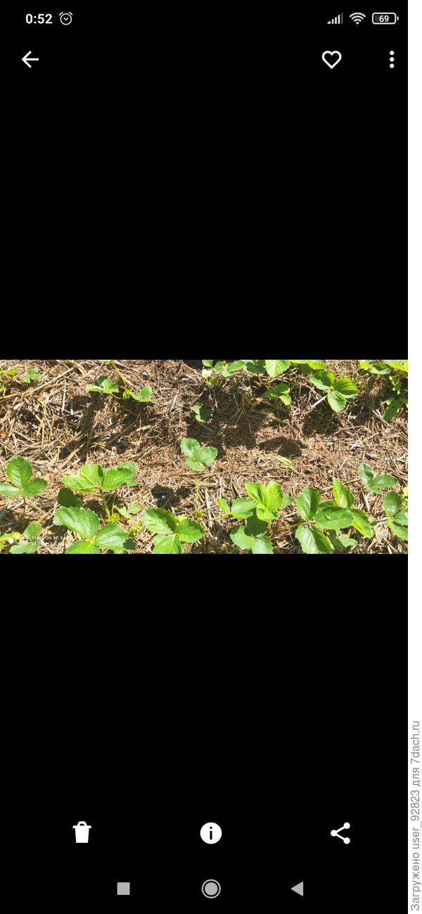 А это уже летом, и цвели!