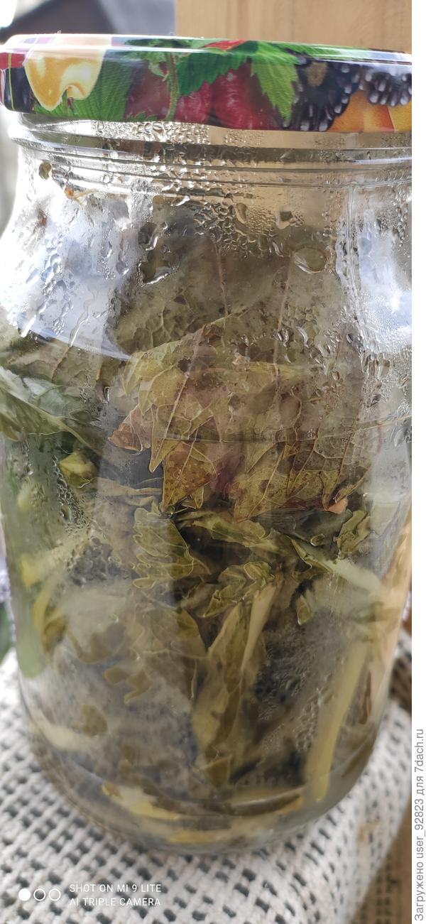 Листья хрена и винограда на зиму