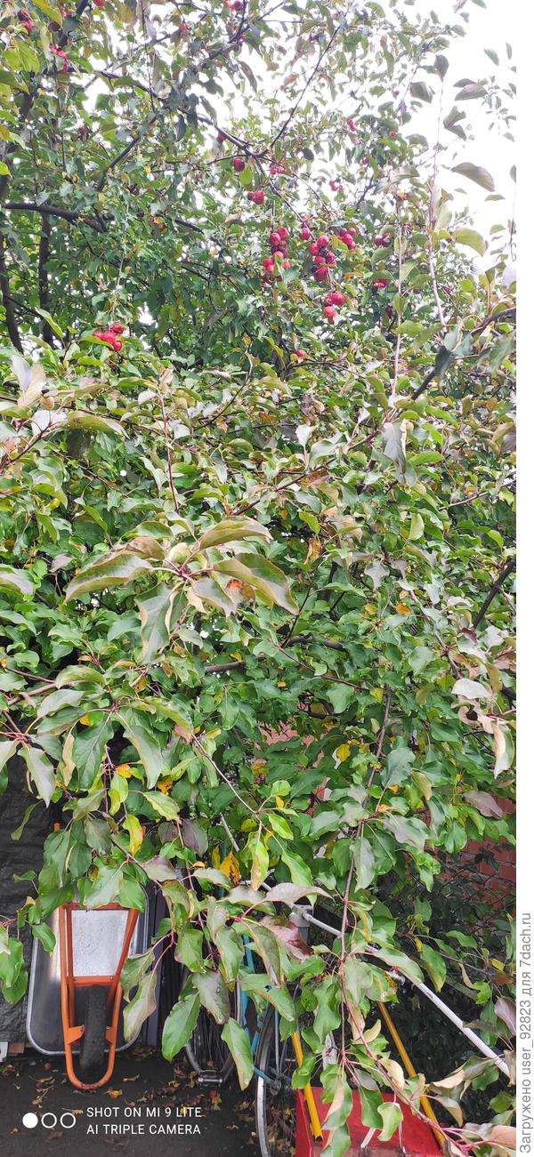 Ранетки не хотят падать