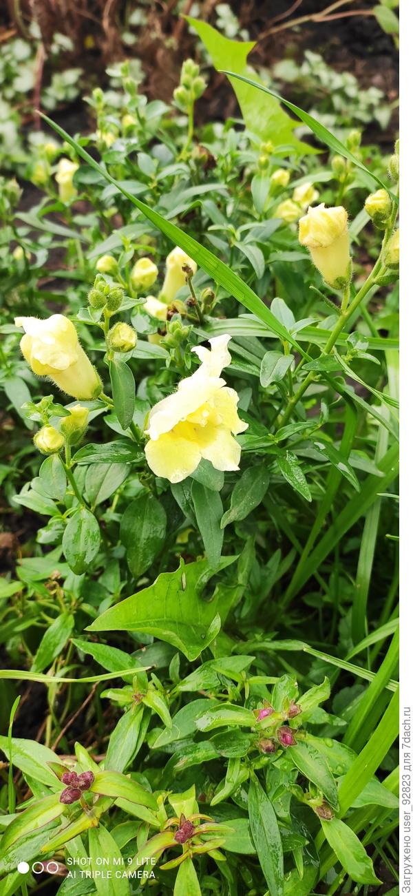 В названии цветов я не сильна, просто цветок))