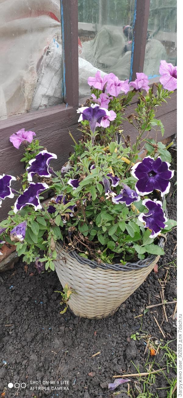 Петунии, в теплице земля в мешках( уже думаю о рассаде)