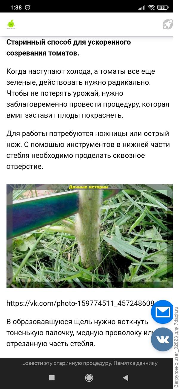 Как заставить помидоры краснеть