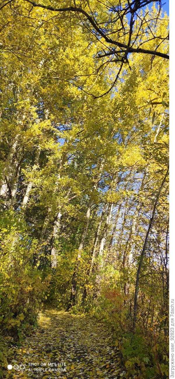 Позолота на березках