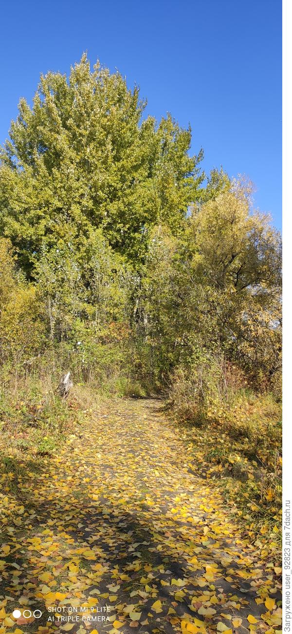 Дорога к листопаду