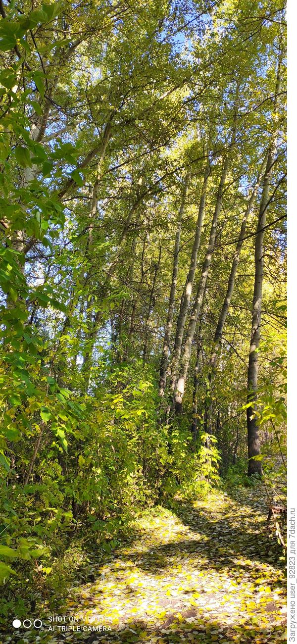 Солнечная поляна