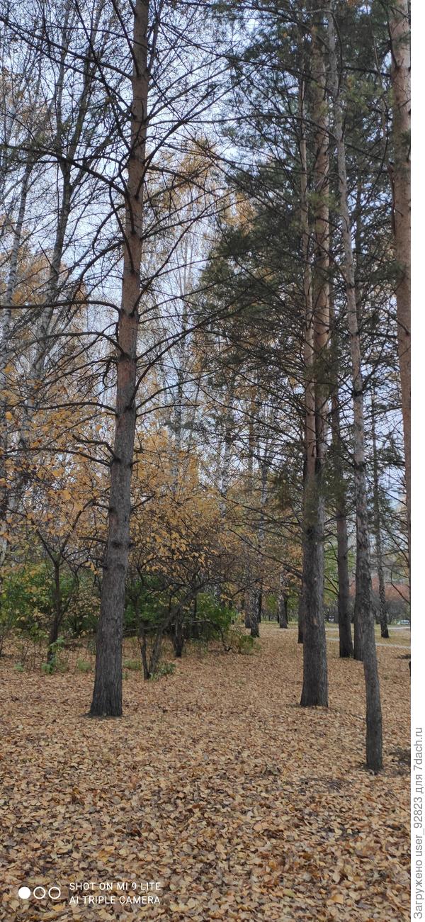 Специально прошлась, листьями шурша, по аллее))