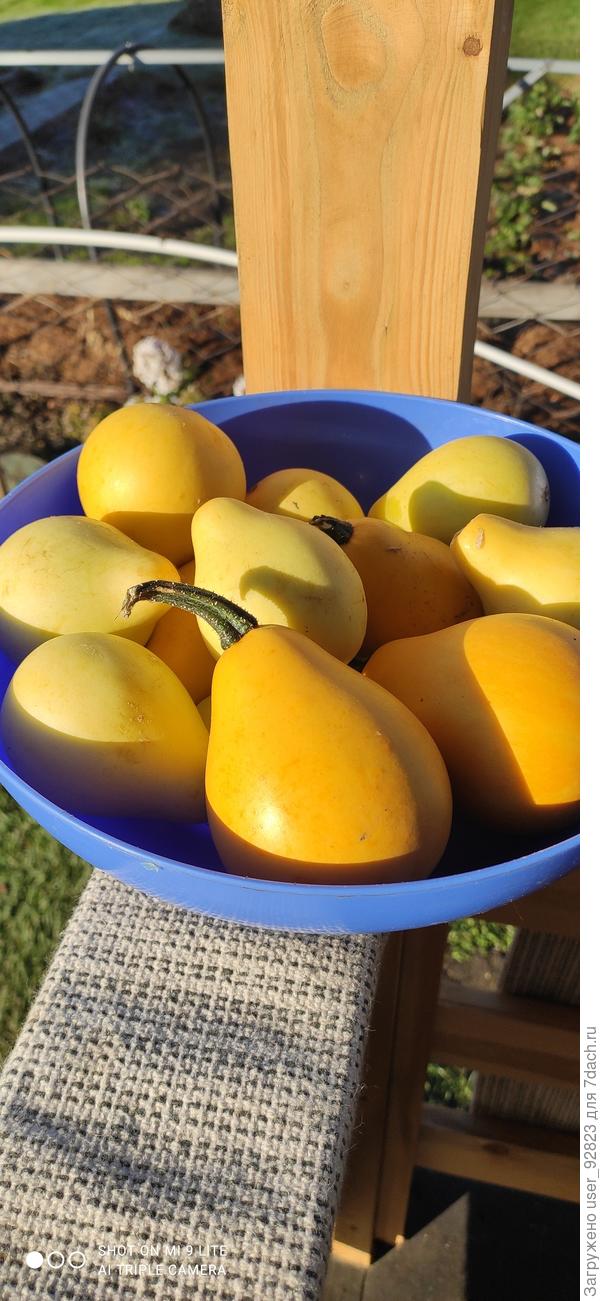 Тыква декоративная