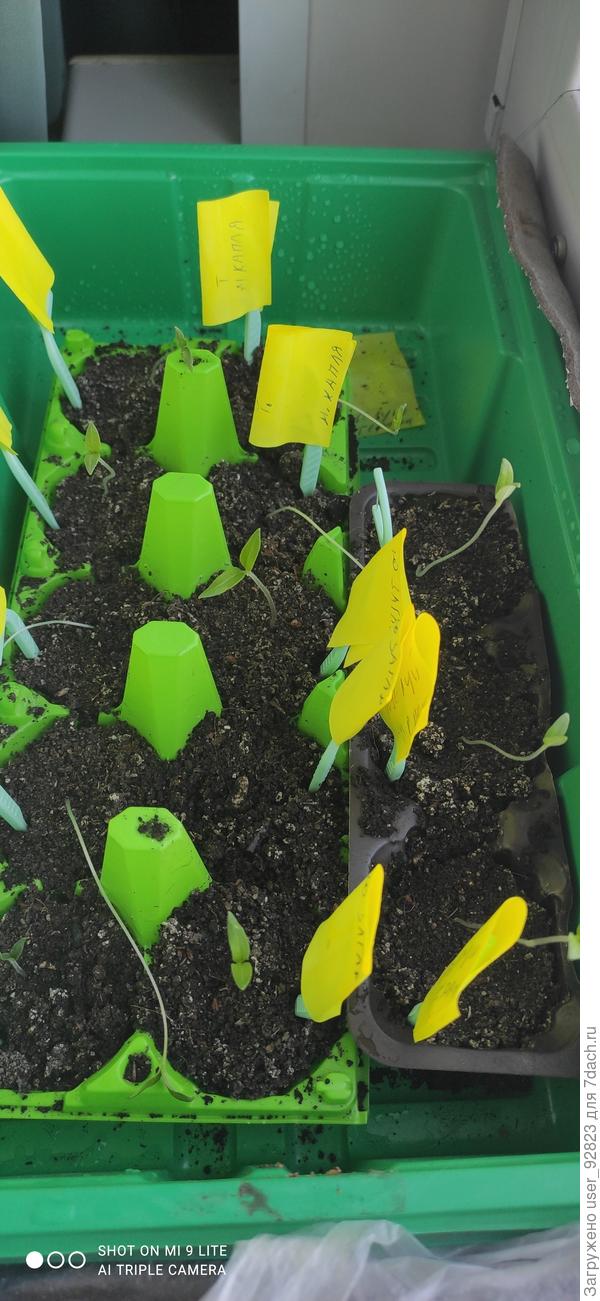 Мои томаты(( топтаные к тому же моей кошечкой((