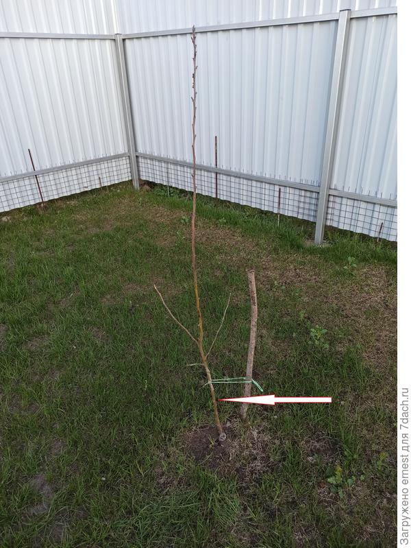 место обрезки