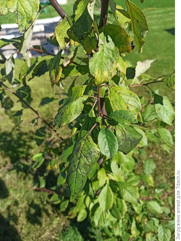 Листья сливы