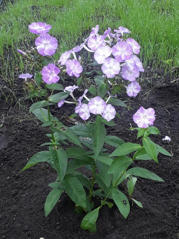 Флокс на новом месте