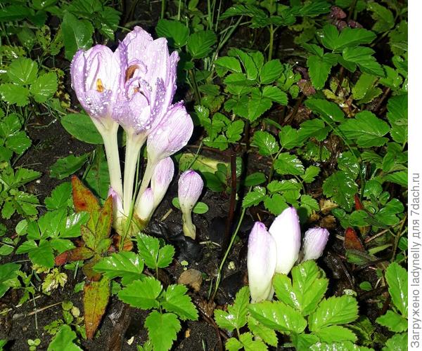 Безвременник цветет