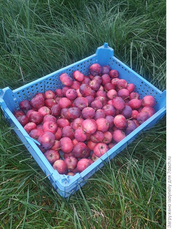 А еще сняли первый урожай &quot;китайки&quot;