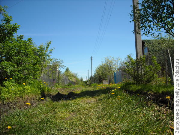 Елочка